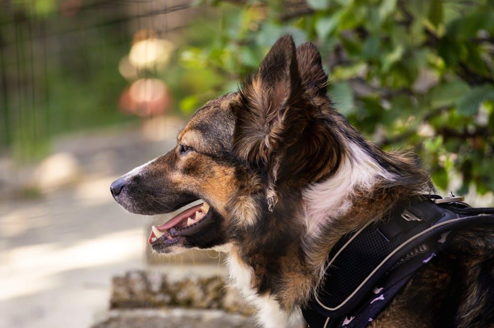 K-9 Detection Security Guards K-9 Detection Security Guards